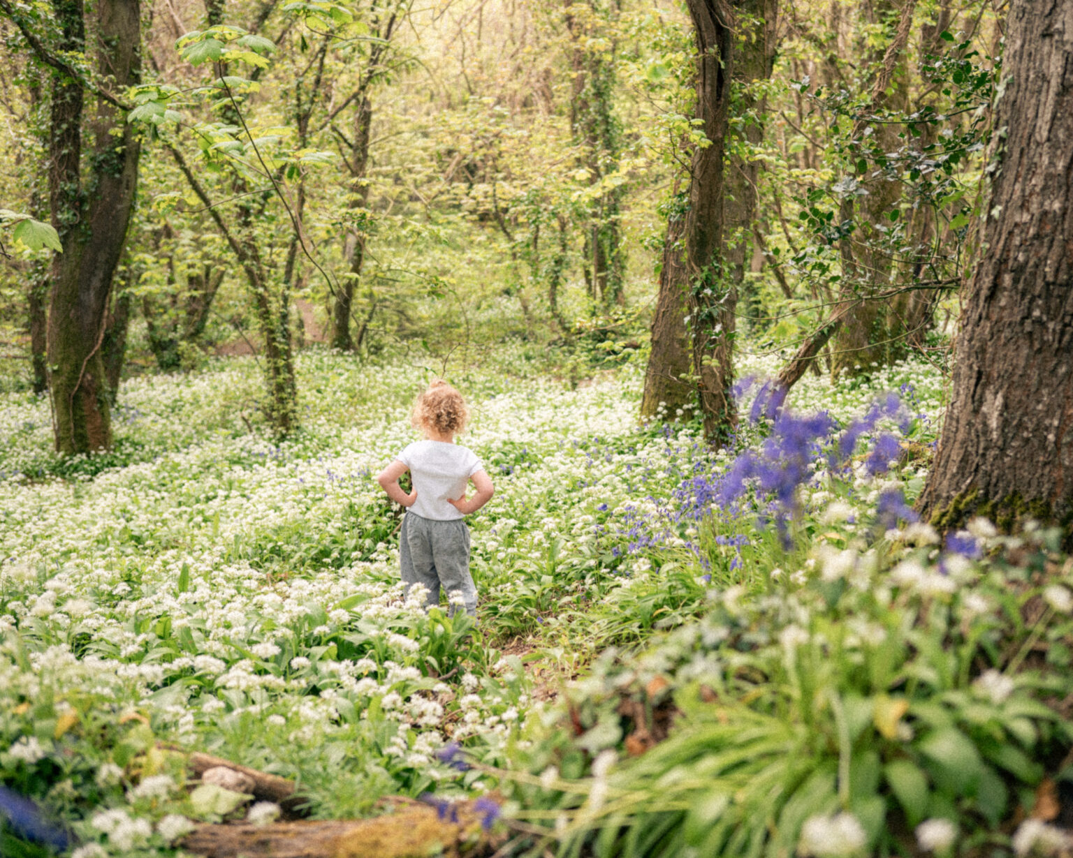 Toddler walking through bluebells during a maternity photography session at Nansidwell Beach.