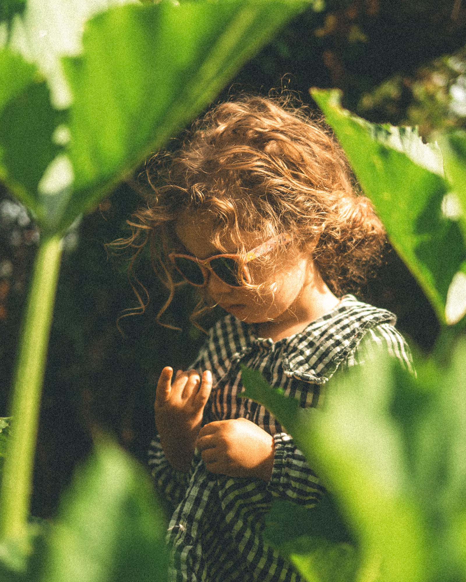 Young girl exploring among tall green plants in her family garden on the Cornish moorland